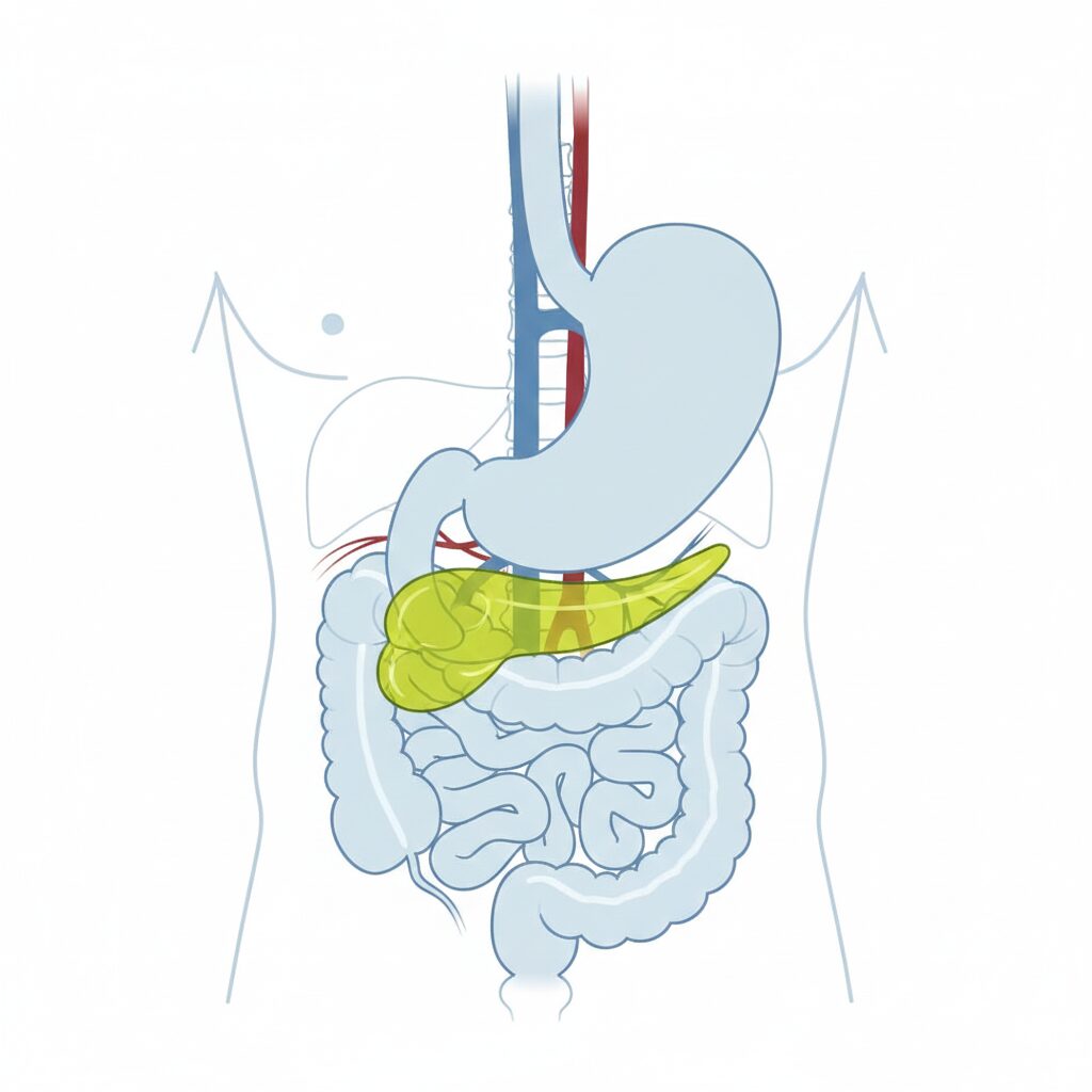 이미지 1 : Anatomical cross-section showing the location of the pancreas (The pancreas is located deep behind the stomach, near the back).