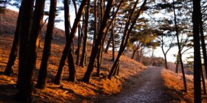 Golden hour sunlight filtering through a peaceful forest path.