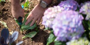 A close-up of a senior person's hands tending to an elevated herb garden.