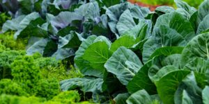 A vibrant organic farm landscape representing sustainable food sources for seniors.