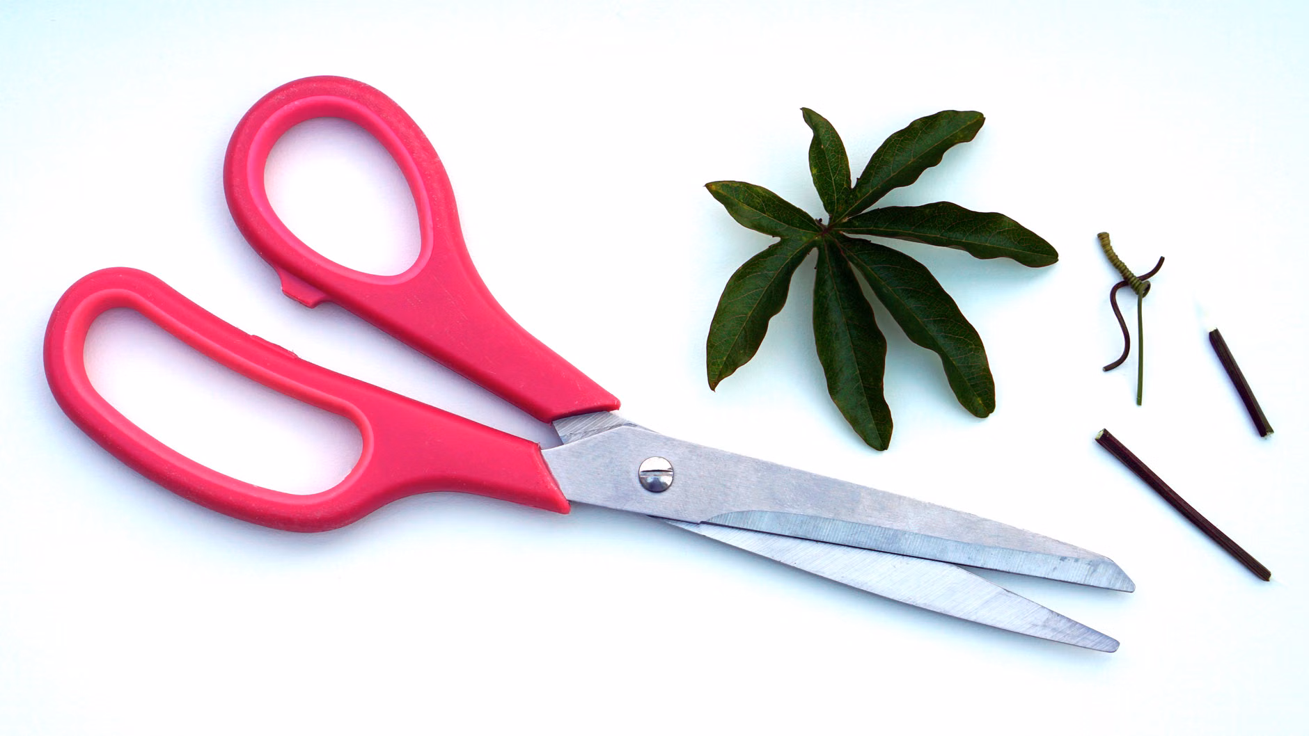 The Therapeutic Art of Indoor Plant Propagation: A Practical Guide for Mindful Living 1 Gardening shears used for taking a clean plant cutting.