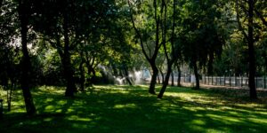 A peaceful park scene with dappled sunlight, representing healthy outdoor activity for seniors.
