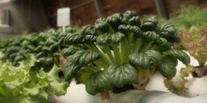 A modern indoor hydroponic garden setup on a kitchen counter.
