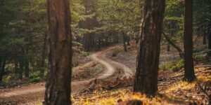 A peaceful, accessible nature trail winding through a sunny forest, suitable for seniors.