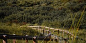 A scenic, accessible boardwalk in a nature reserve at dawn, representing a perfect birdwatching setting for seniors.