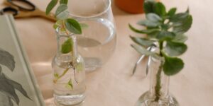 A serene indoor gardening setup with plant cuttings in glass jars on a sunny table.