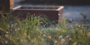 A peaceful garden scene bathed in soft, early morning sunlight.