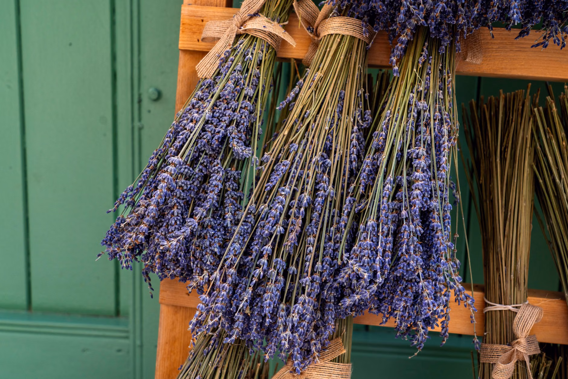 The Art of Mindful Herb Drying: A Practical Guide to Preservation and Wellbeing 2 Organized bundles of herbs hanging to dry in a well-ventilated room.