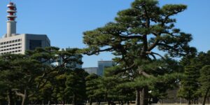 A scenic view of an accessible Japanese garden with clear, flat pathways and seating.