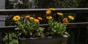 A beautiful and accessible container garden on a sunny balcony.