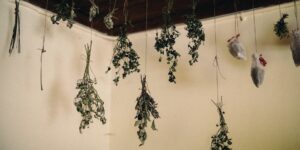 Fresh herbs hanging in a sunlit kitchen for drying.