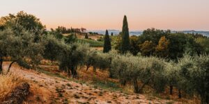 A scenic, flat vineyard landscape in Tuscany at golden hour, symbolizing accessible European wine tourism.