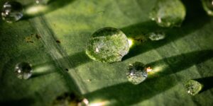A crisp, detailed macro photograph of a dew drop on a leaf symbolizing the beauty of macro photography.