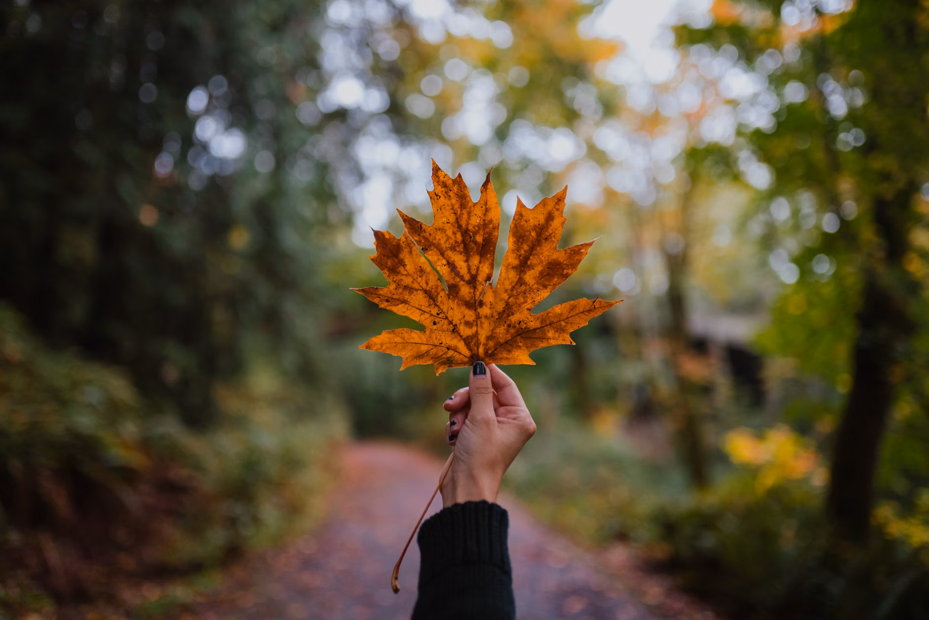The Art of Mindful Leaf Pressing: A Seasonal Guide to Preserving Autumn’s Beauty 1 Hands selecting colorful autumn leaves in a park.