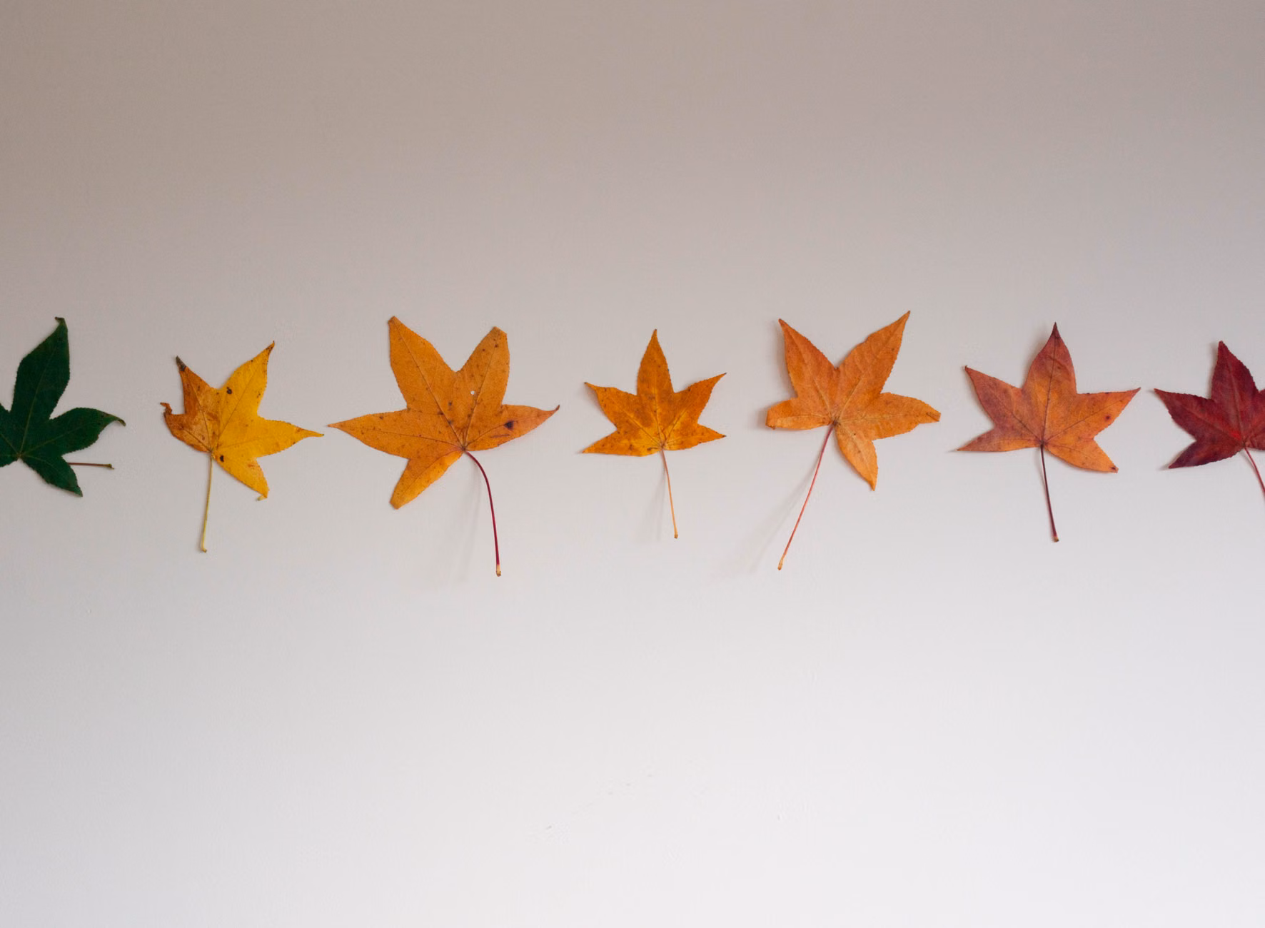 The Art of Mindful Leaf Pressing: A Guide to Preserving Autumn’s Beauty 1 Diverse autumn leaves arranged on a white background.