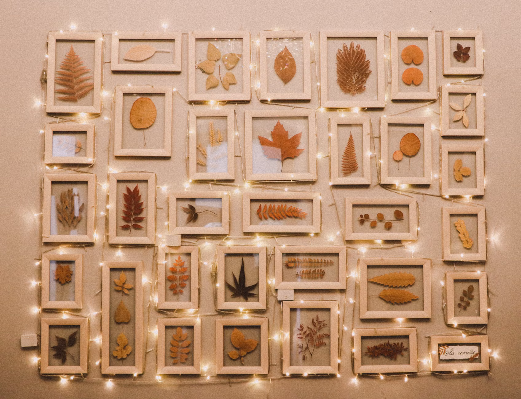 The Art of Mindful Leaf Pressing: A Practical Guide to Preserving Autumn’s Beauty 3 Pressed autumn leaves displayed in a modern glass frame.