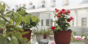 A peaceful balcony garden featuring a variety of potted plants on tiered shelving in soft morning light.