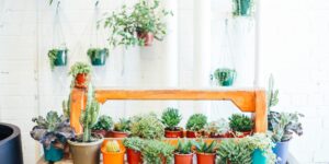 A sunlit indoor gardening space with various succulents on a wooden table.