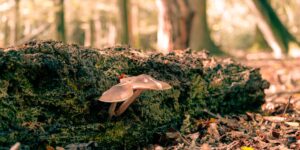 A peaceful forest floor with wild mushrooms in a sunlit setting.