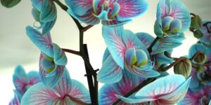 A beautiful blooming orchid in a sunlit room, representing the joy of indoor gardening.