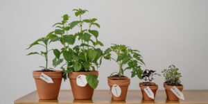 A collection of fresh green herbs growing in pots on a bright kitchen windowsill.